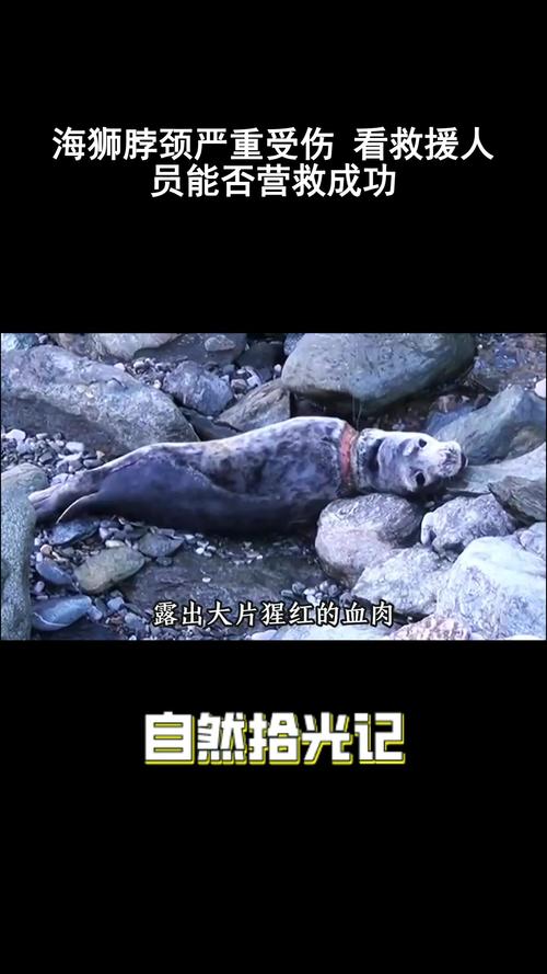 海狮疑遭驯养师踢打,海狮驯化