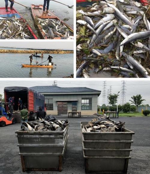 2025新澳门精准正版图库和放生2.5万斤外来鲇鱼与放生鲇鱼的功德